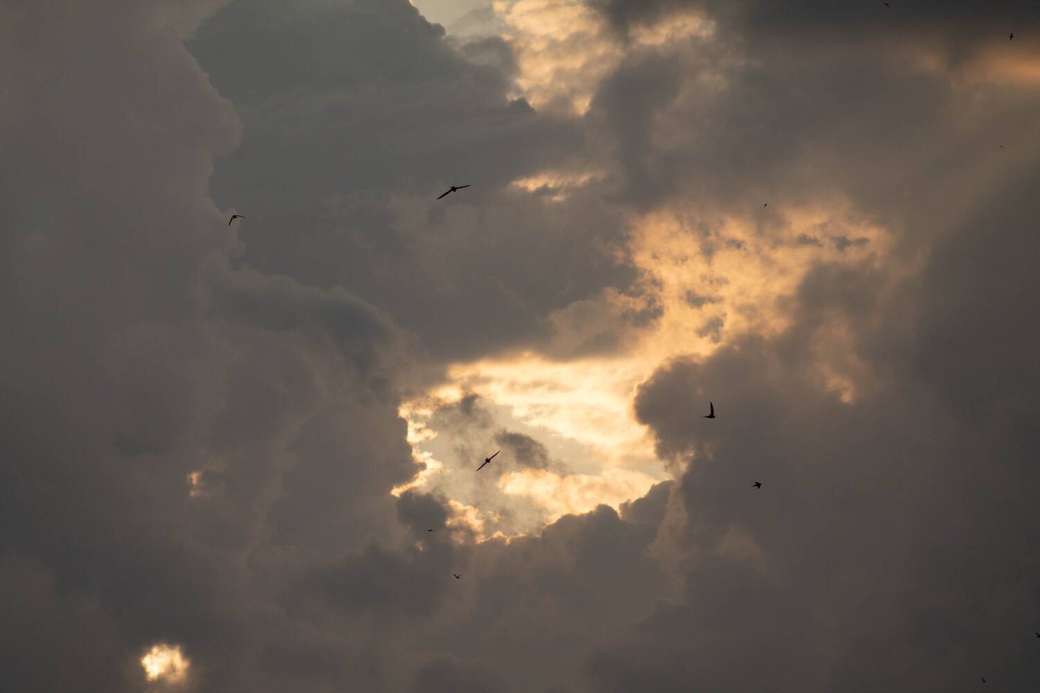 Photo #12509130