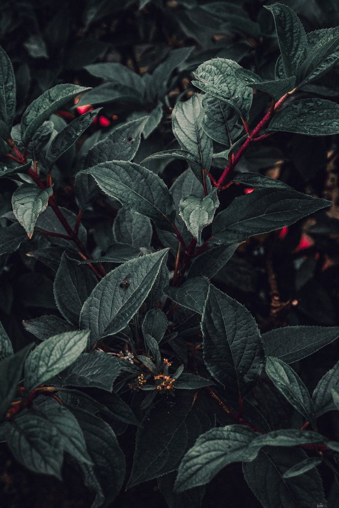 Photograph by Максим Торохов