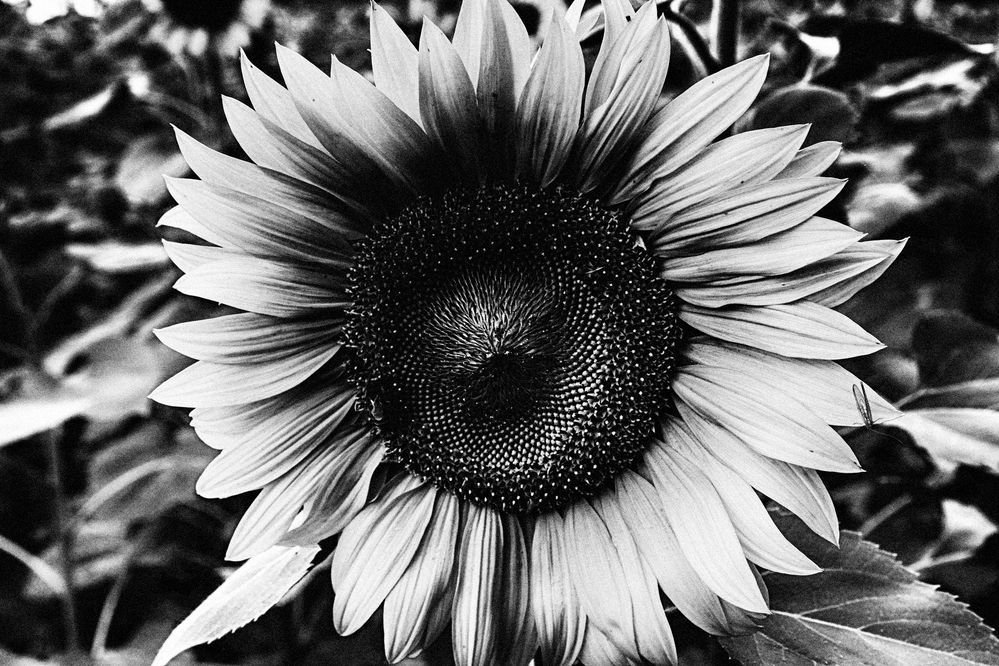 Photograph by Наталия Викторовна