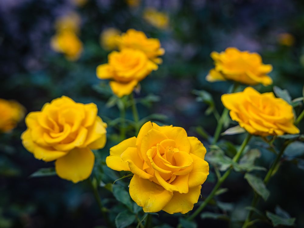 Photograph by Максим Фролов