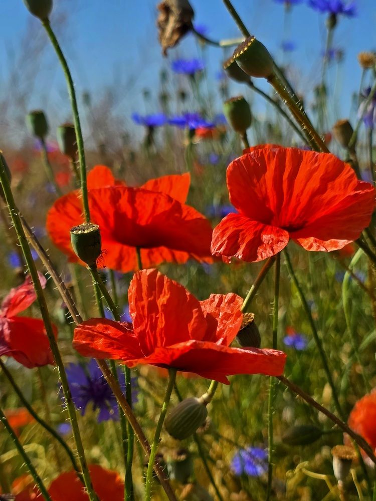 Photograph by Лидия Лащева