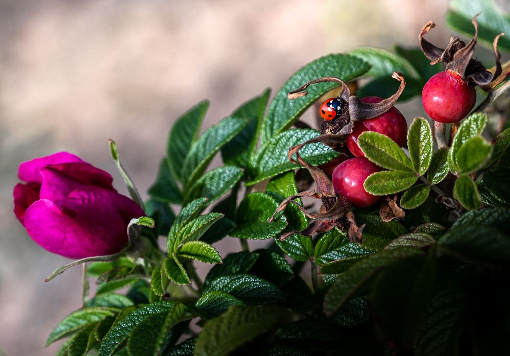 Photograph by Анна Стрелковская