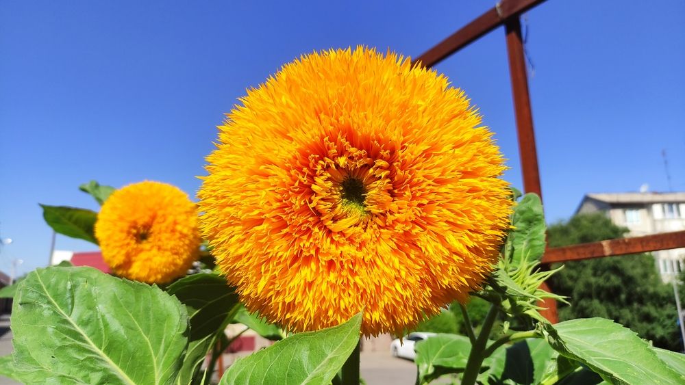 Photograph by Олеся