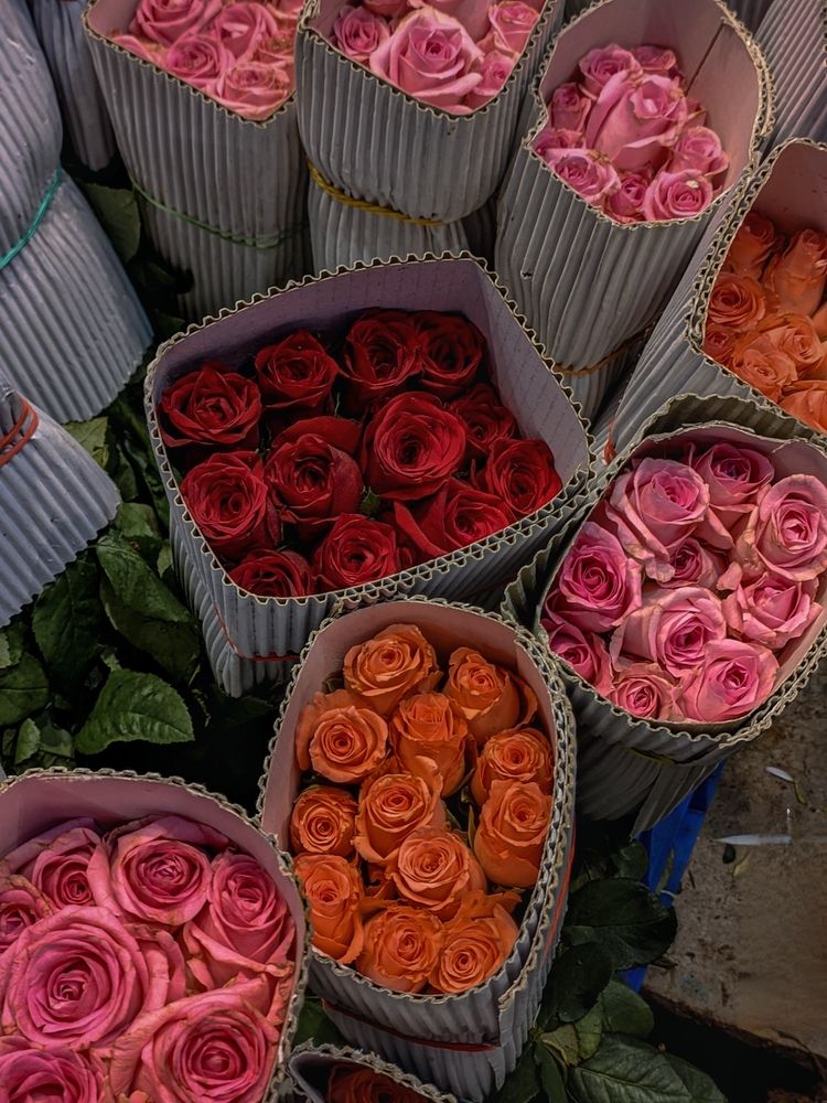 Photograph by Sourav pramanik