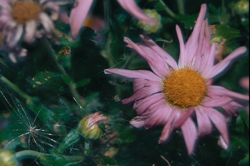 Photograph by Маргарита Спасенкова