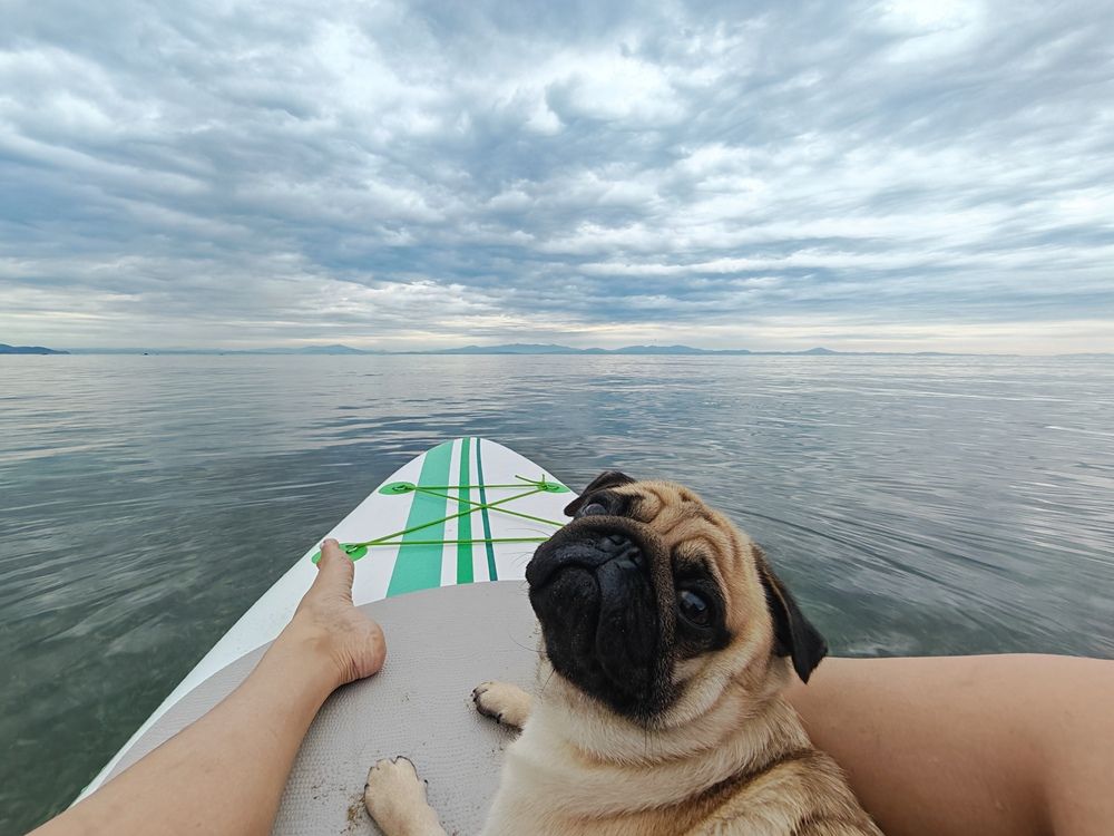 Мопс Моня мореход