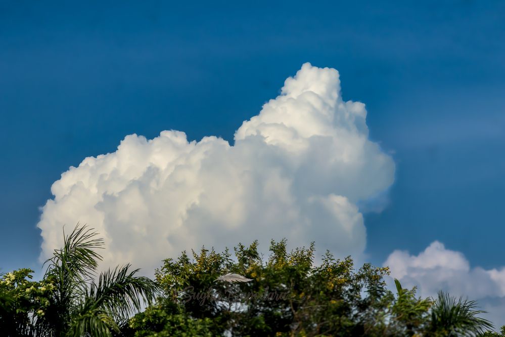 Photograph by Sugha Bapodara