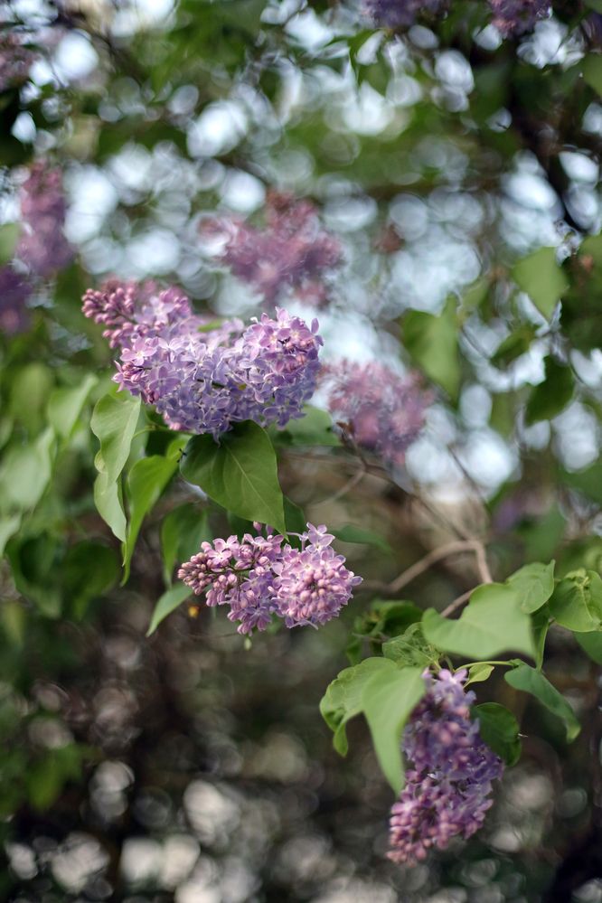 Фотография автора Ирина Муравьева