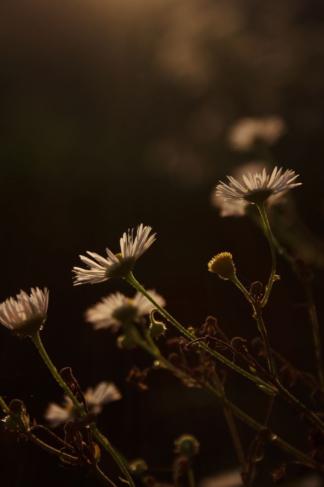 Photograph by Нелли Золотая