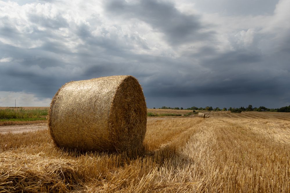 Photograph by Елена Коврижных