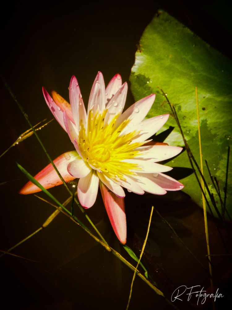 Фотография автора Rita Nel