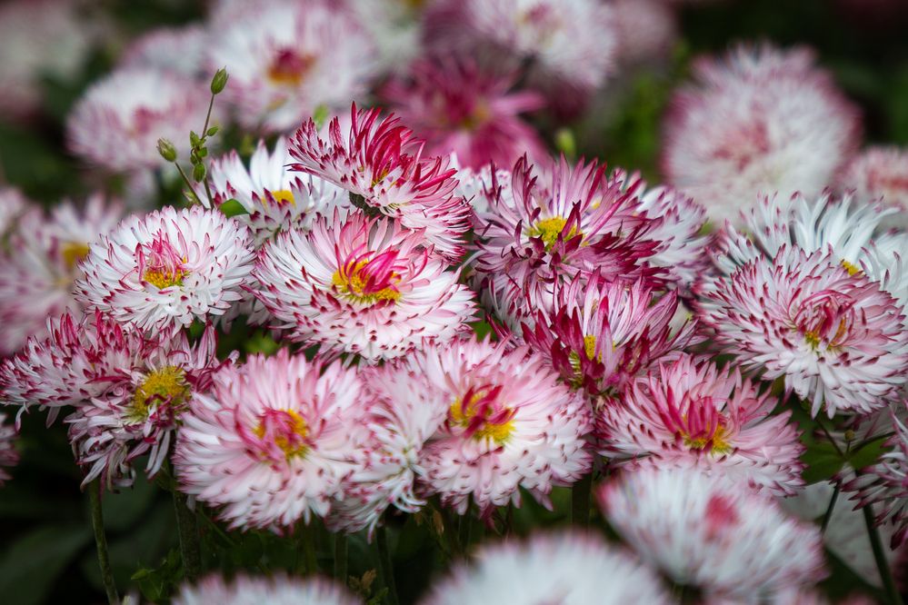 Photograph by Светлана Верзилина