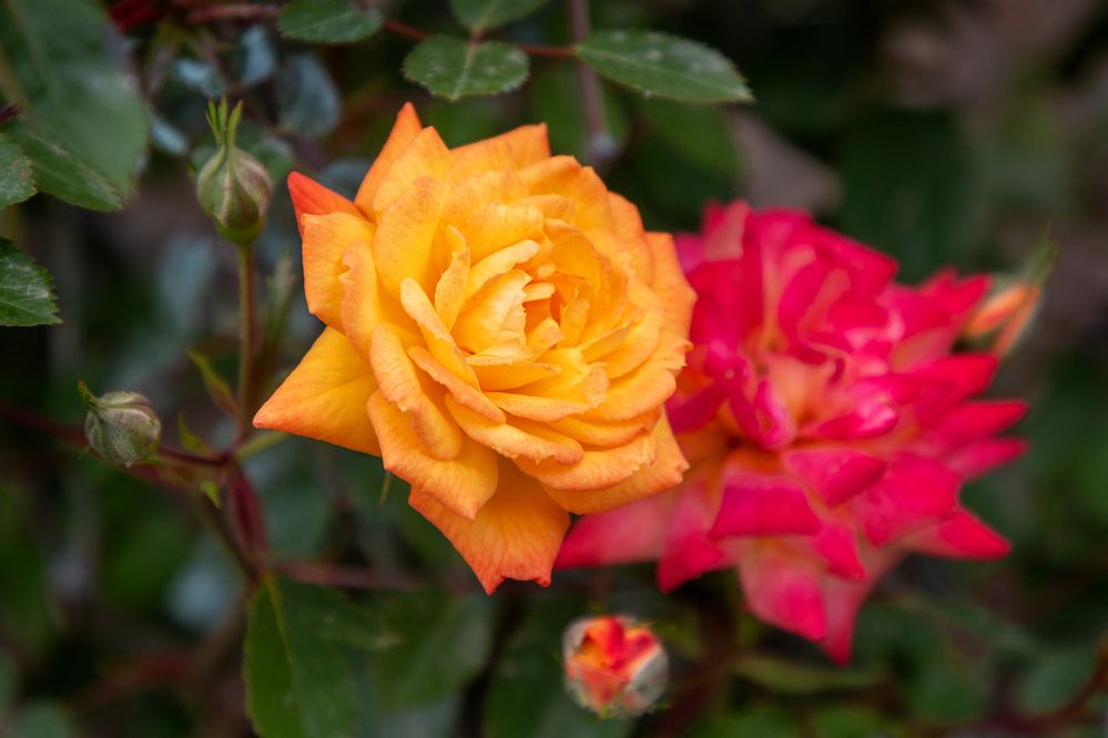 Photograph by Светлана Верзилина