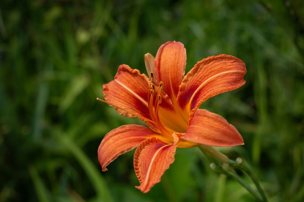 Photograph by Светлана Верзилина