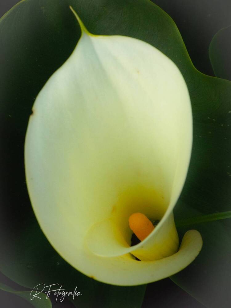 Фотография автора Rita Nel