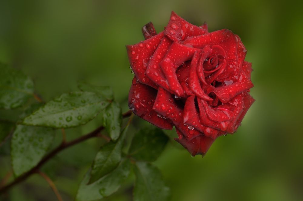 Photograph by Вера Петри