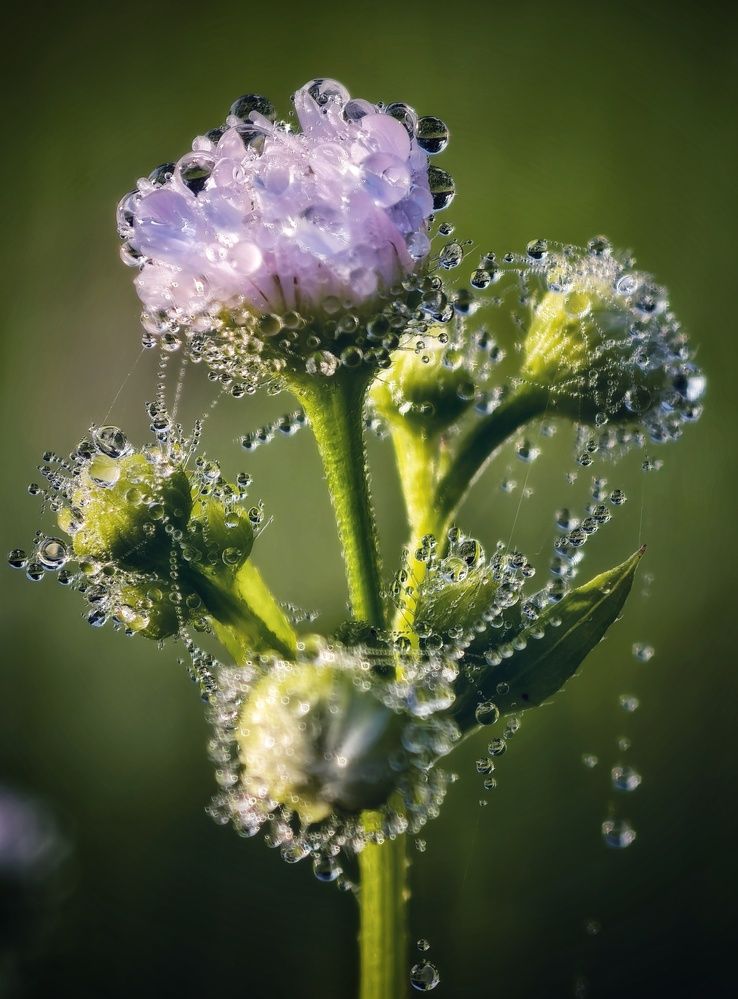 Photograph by Natalia Bolotenkova