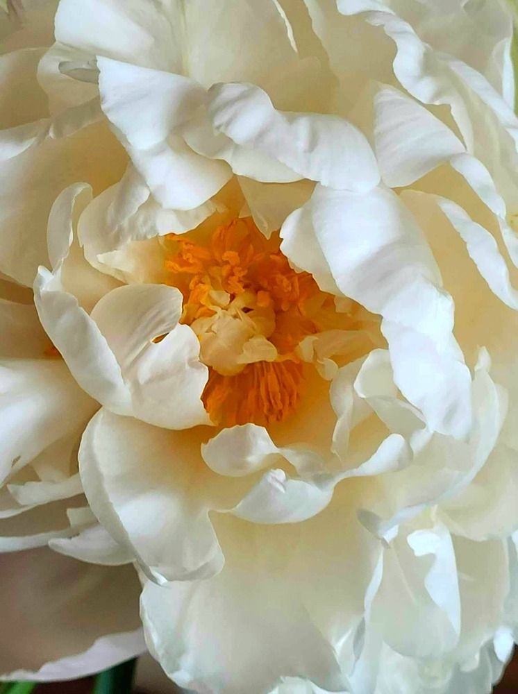 Photograph by Elena Tamošauskaite