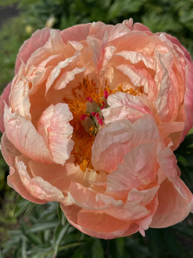 Photograph by Светлана Савина