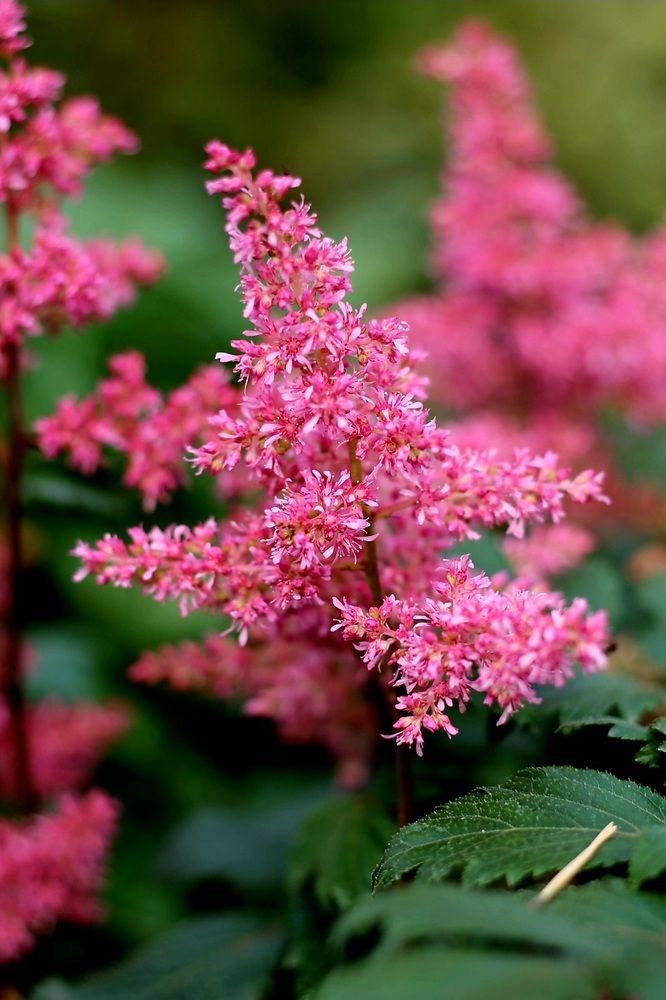 Photograph by Elena Tamošauskaite