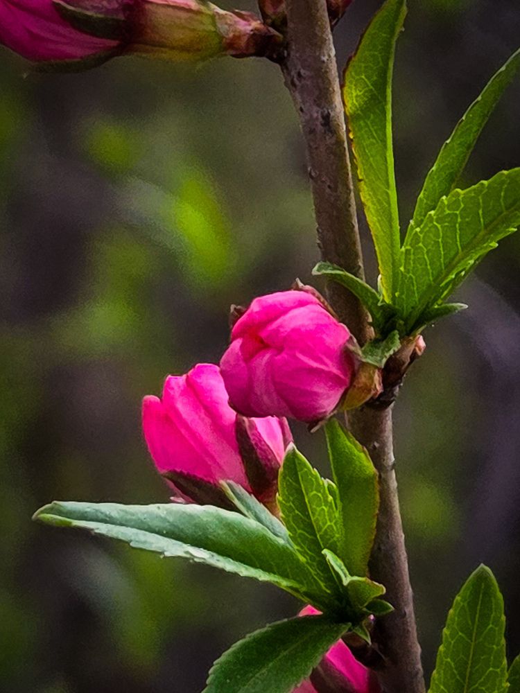 Photograph by Наташа Бурсова