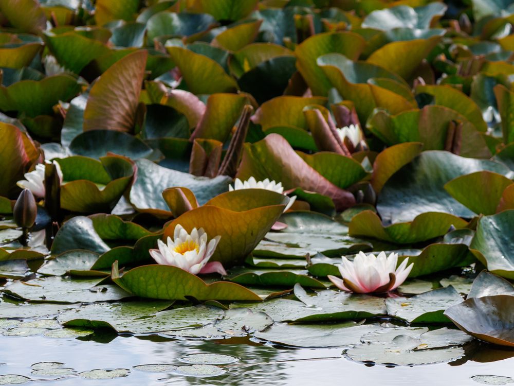 Photograph by Игорь Максименко