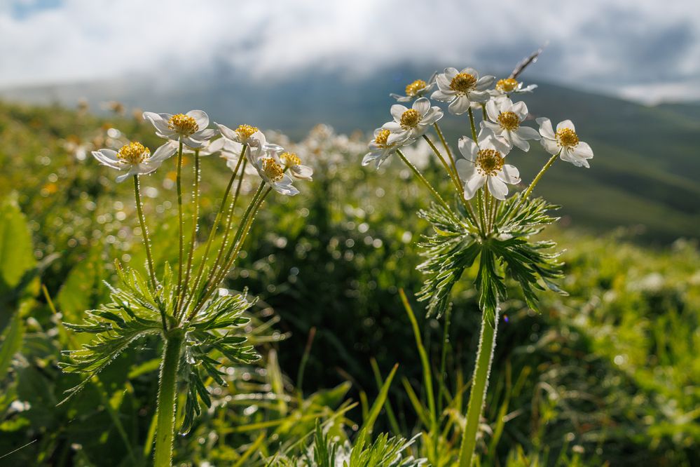 Photograph by Игорь Максименко