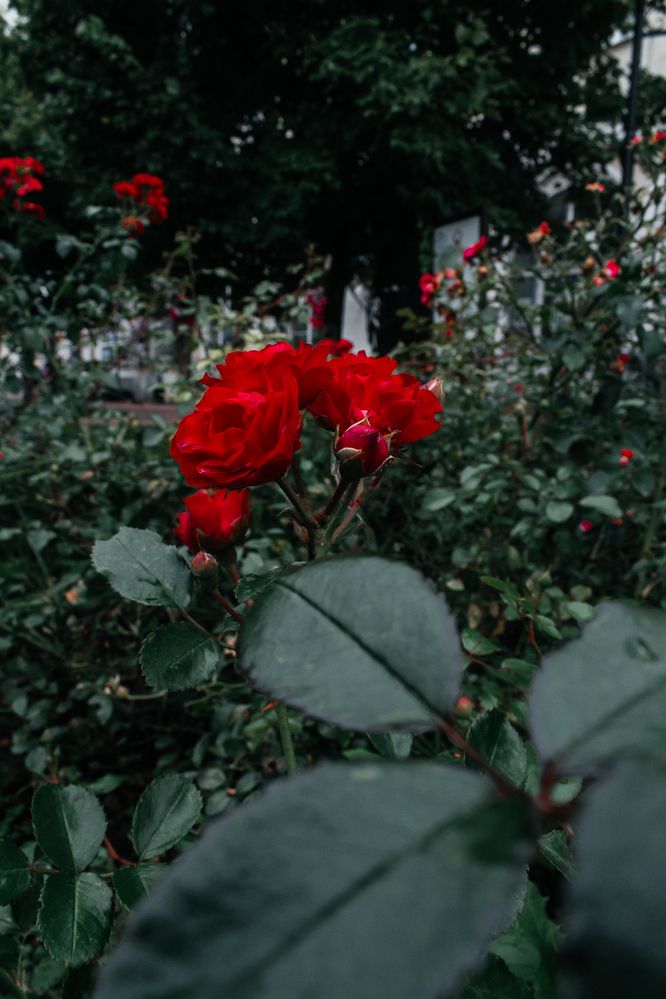 Photograph by Анна Лукина