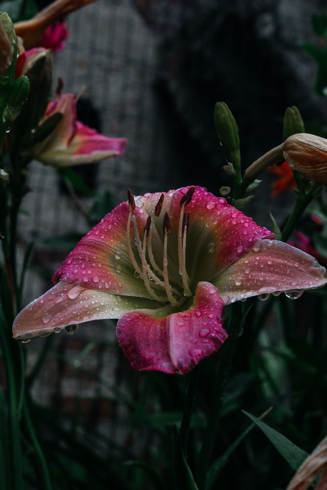 Photograph by Анна Лукина