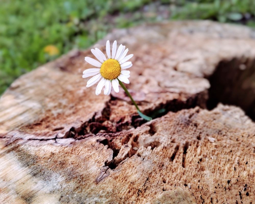 Photograph by Ольга Рыбина