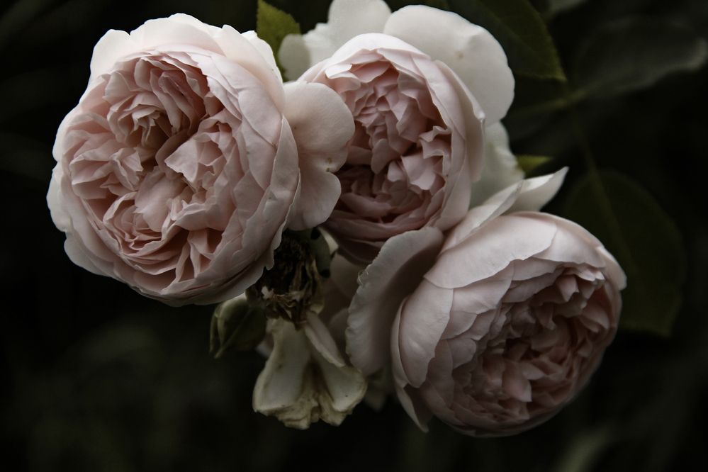 Photograph by Анастасия Псарёва