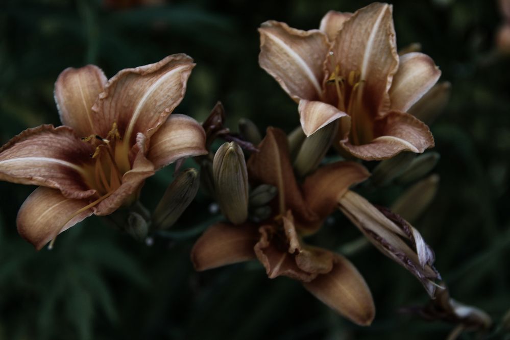 Photograph by Анастасия Псарёва