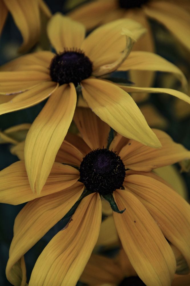 Photograph by Анастасия Псарёва