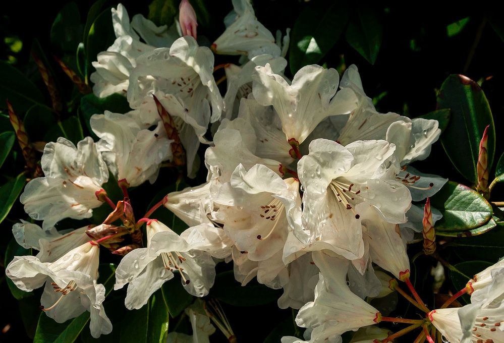 Photograph by Галина Юдина