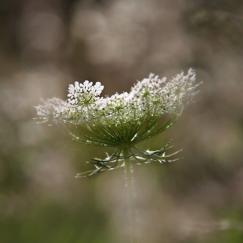 Photograph by Елена Кондратьева