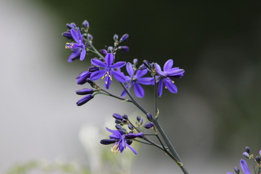 Фотография автора Carolina Mellado