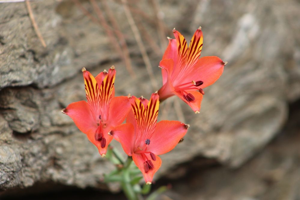 Фотография автора Carolina Mellado