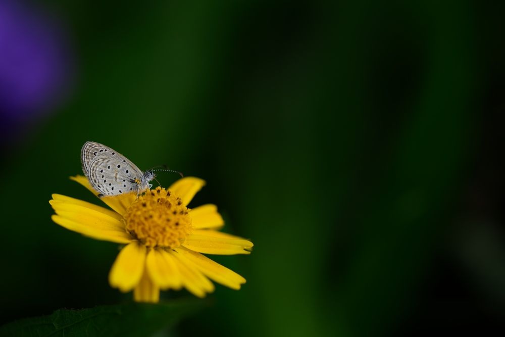 Фотография автора Baboo Praneshsingh SUJEEWON