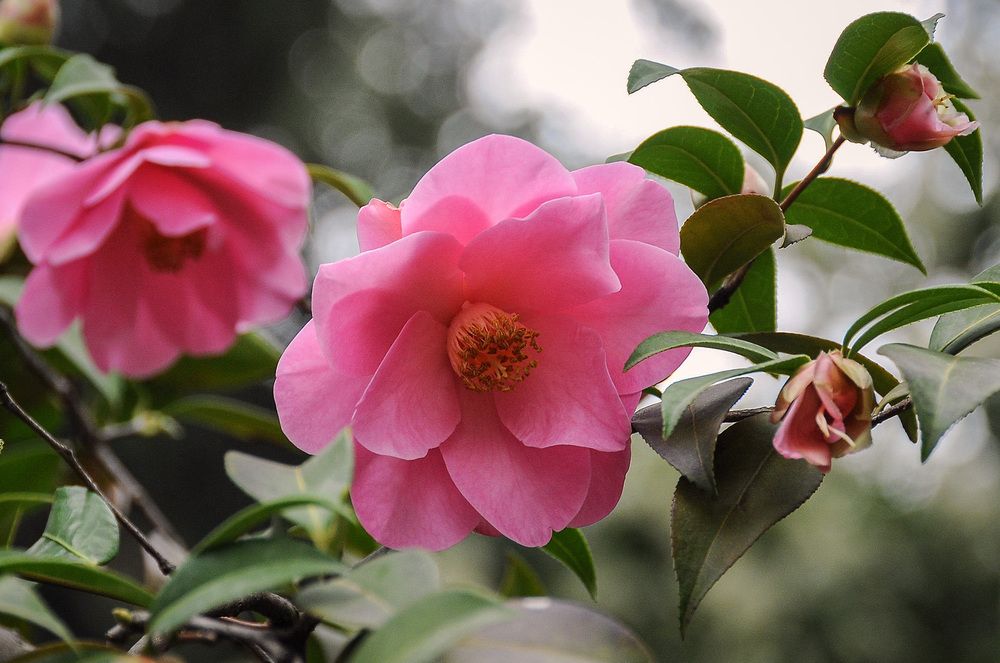 Photograph by Галина Юдина