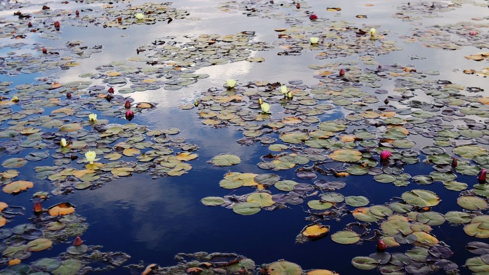 Photograph by Алена Марченко