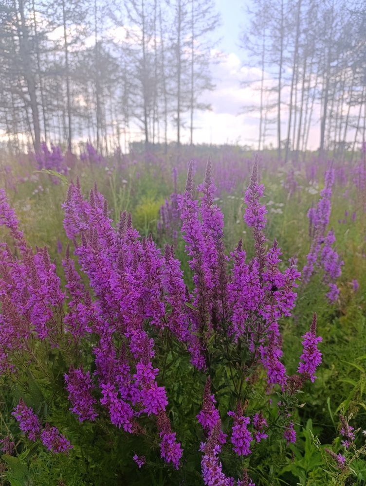 Photograph by Алена Марченко