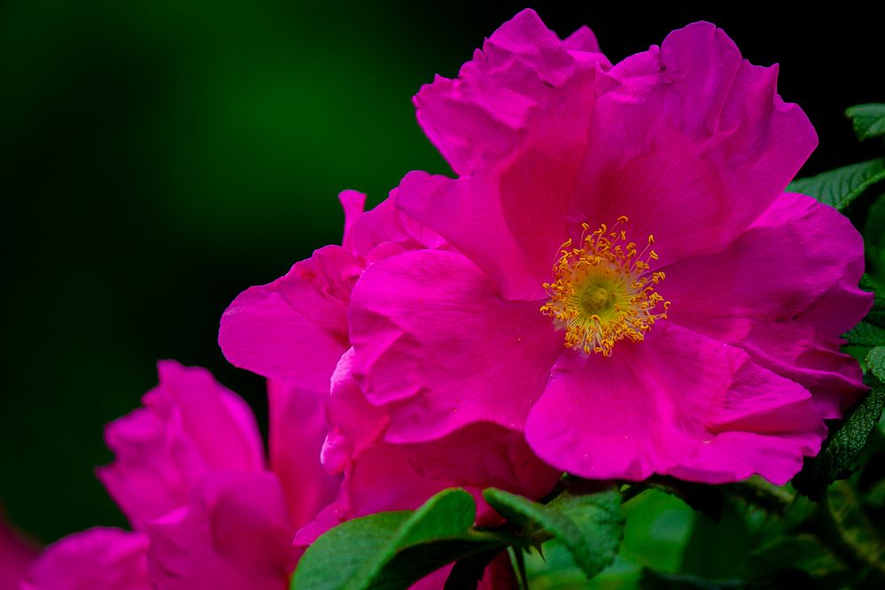 Photograph by Роман Новичихин