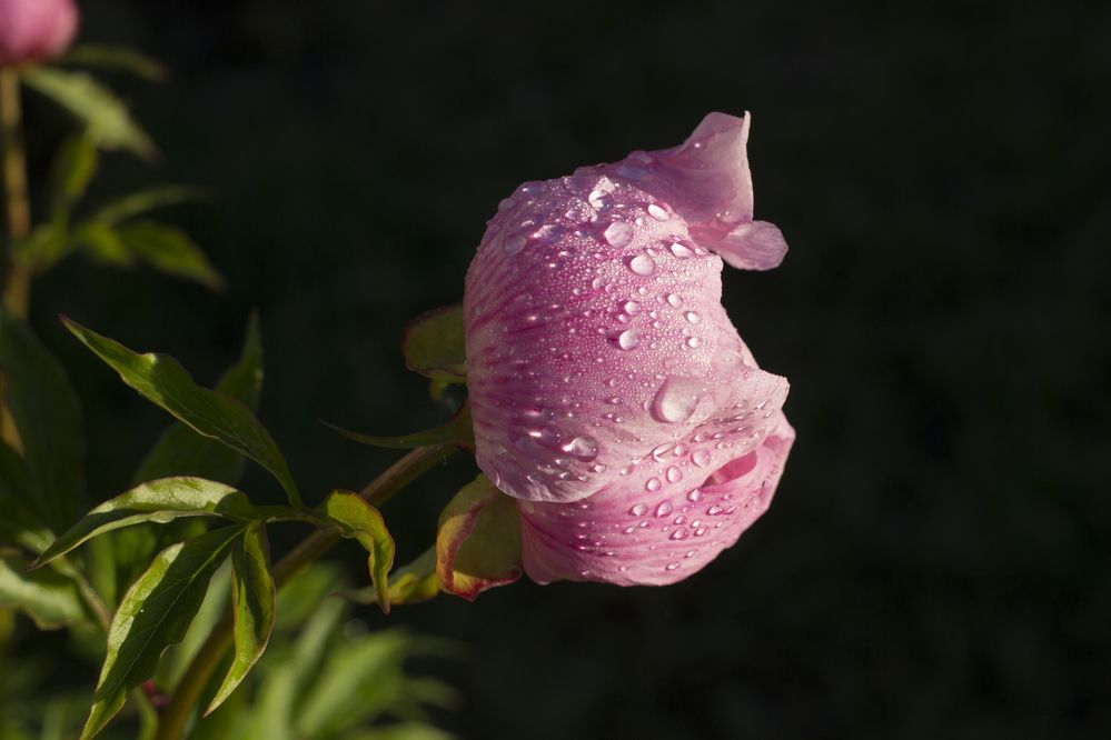 Photograph by Mark Kolbin