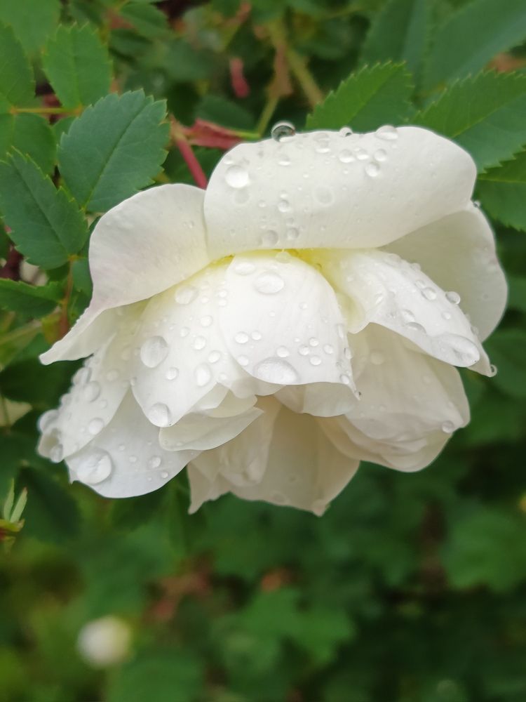 Photograph by Галина Смирнова