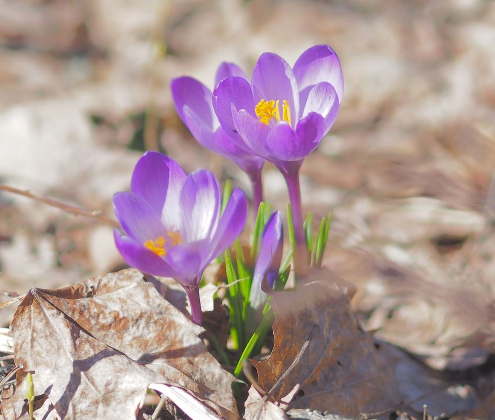 Photograph by Svetlana Aleks