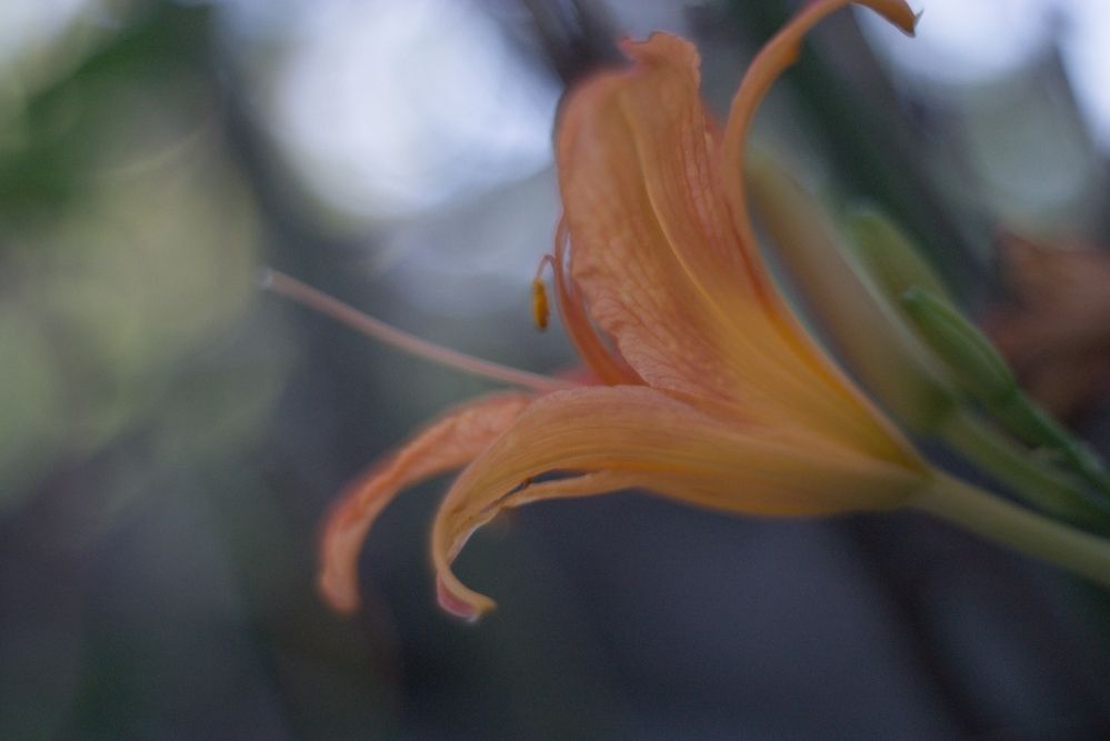 Photograph by Bojan Nikolovski