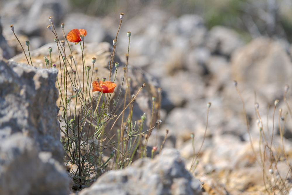 Photograph by Рыков Андрей