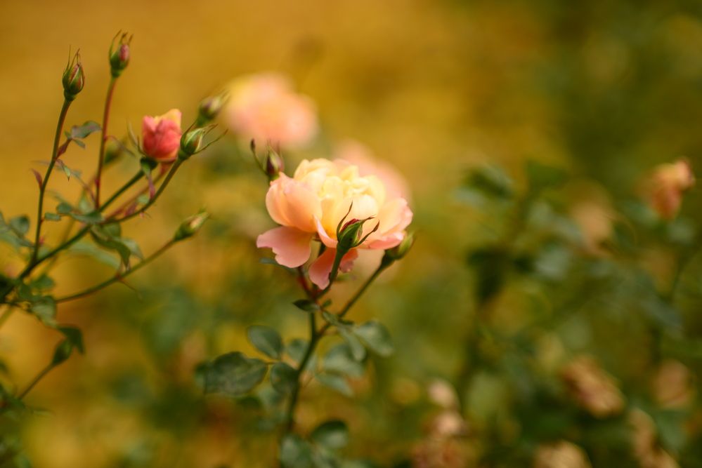 Photograph by Ольга Садохова