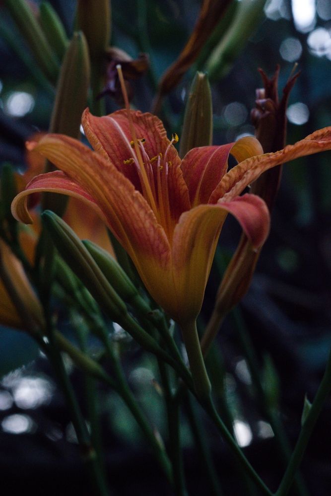 Photograph by Bojan Nikolovski