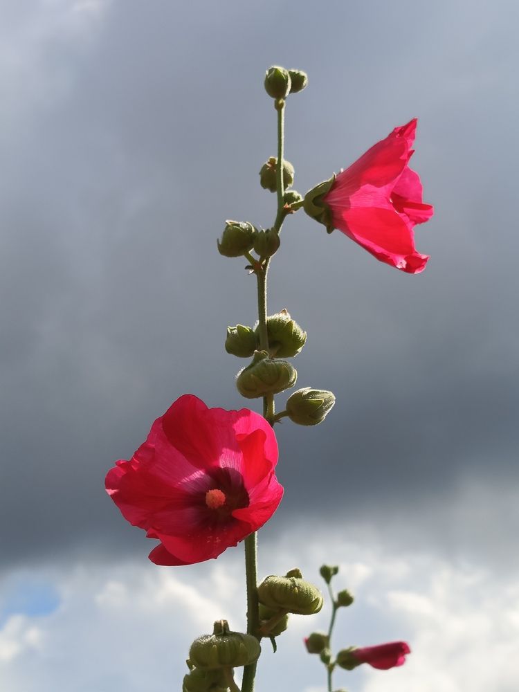 Photograph by Галина Смирнова